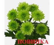 Авокадо