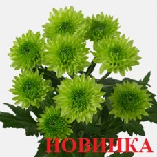 Авокадо