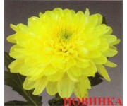 Балтика лимонная
