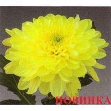Балтика лимонная