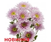 Белисия