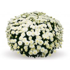 Бранис