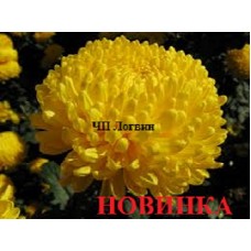 Вандер Елоу