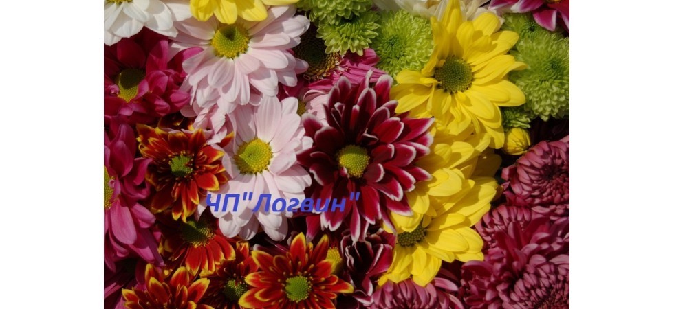 хризантема