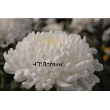 Рефлекс