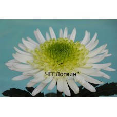 Сивена