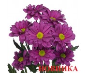Толита сиренневая