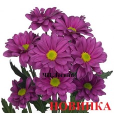 Толита сиренневая