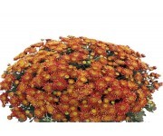 Флейм
