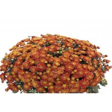 Флейм