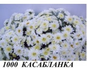Касабланка