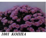 Коппа