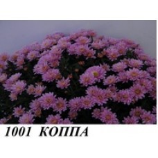 Коппа