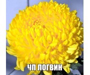 Виктор Рове