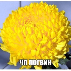 Виктор Рове